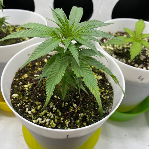 Joker Candy growlog timeline photo