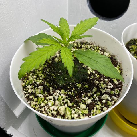 3 - Dr. Grinspoon growlog timeline photo