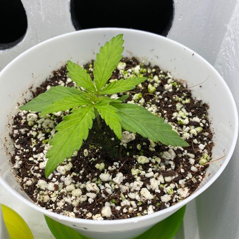 4 - Dr. Grinspoon growlog timeline photo