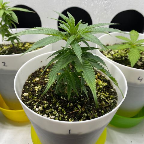 Joker Candy growlog timeline photo