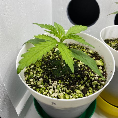 3 - Dr. Grinspoon growlog timeline photo