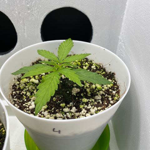 4 - Dr. Grinspoon growlog timeline photo