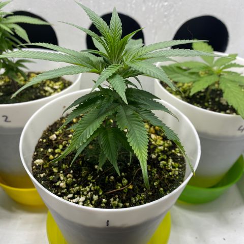 Joker Candy growlog timeline photo