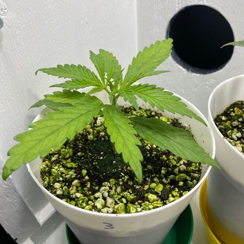 3 - Dr. Grinspoon growlog timeline photo