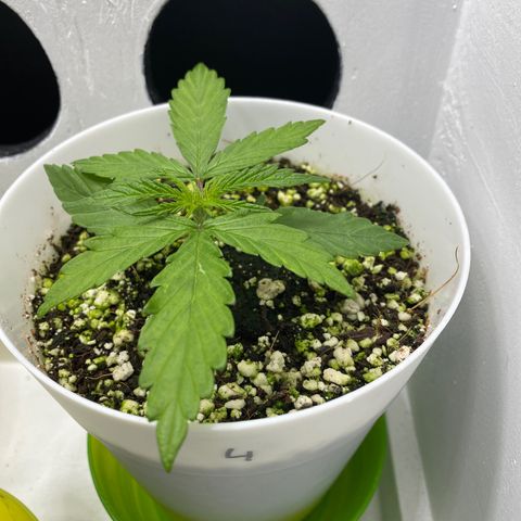 4 - Dr. Grinspoon growlog timeline photo