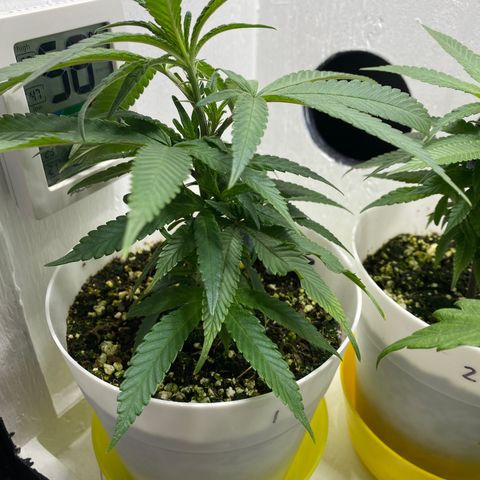 Joker Candy growlog timeline photo