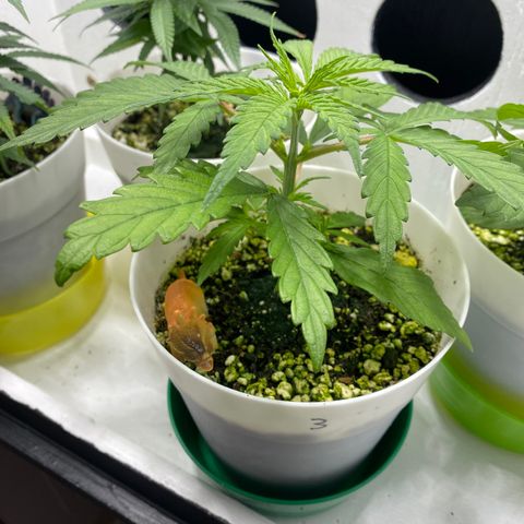3 - Dr. Grinspoon growlog timeline photo