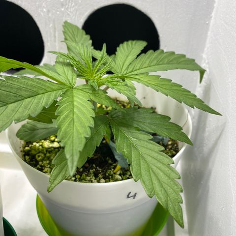 4 - Dr. Grinspoon growlog timeline photo