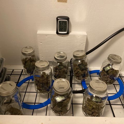 Ultra Purple growlog timeline photo