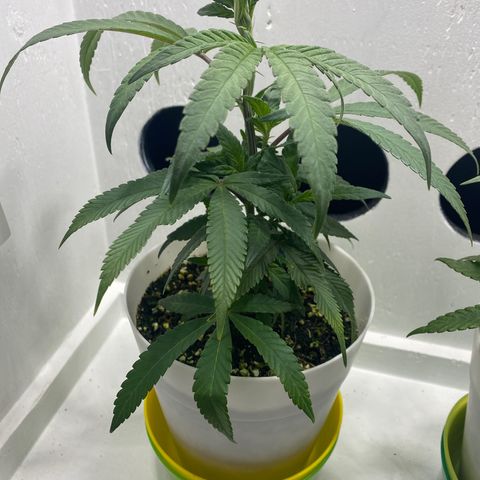 Joker Candy growlog timeline photo