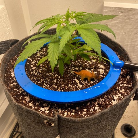 3 - Dr. Grinspoon growlog timeline photo