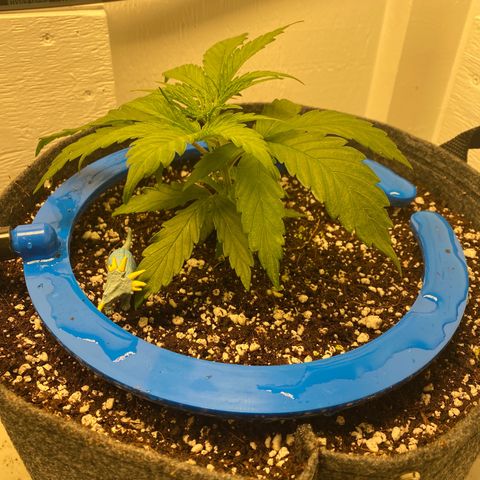 4 - Dr. Grinspoon growlog timeline photo