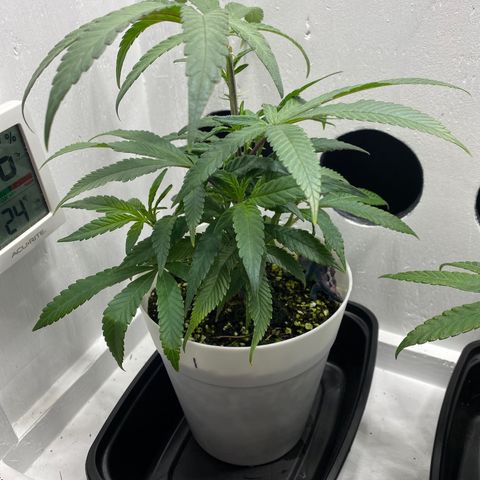 Joker Candy growlog timeline photo