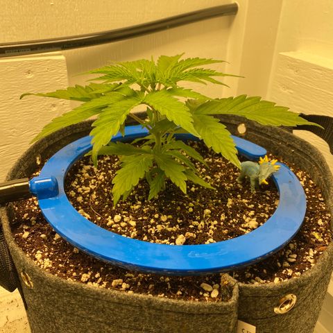 4 - Dr. Grinspoon growlog timeline photo