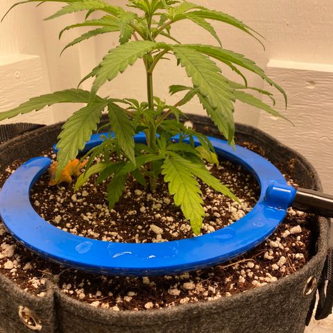 3 - Dr. Grinspoon growlog timeline photo