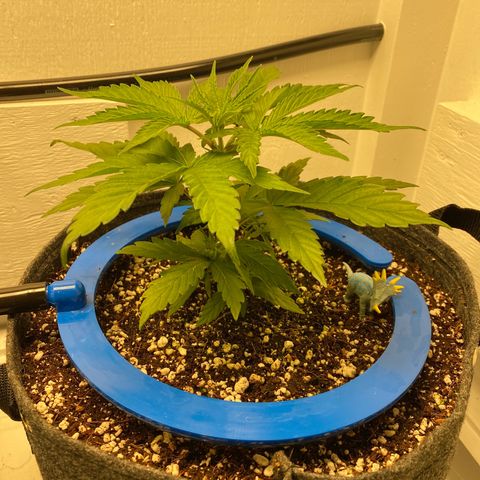 4 - Dr. Grinspoon growlog timeline photo
