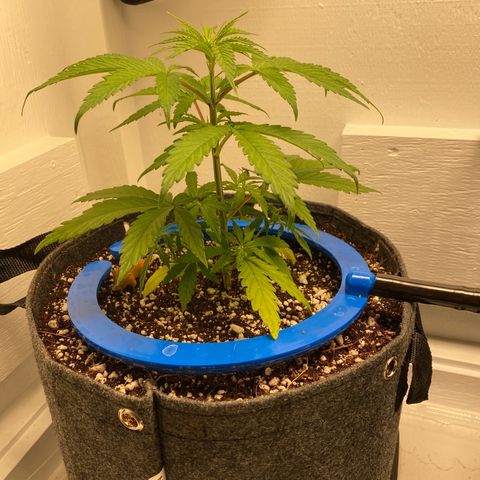 3 - Dr. Grinspoon growlog timeline photo