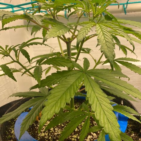 3 - Dr. Grinspoon growlog timeline photo