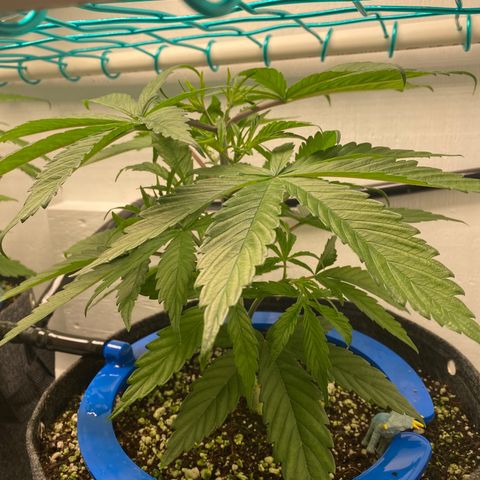 4 - Dr. Grinspoon growlog timeline photo