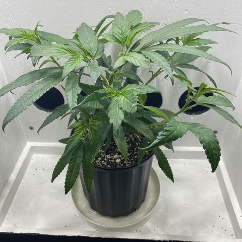Joker Candy growlog timeline photo