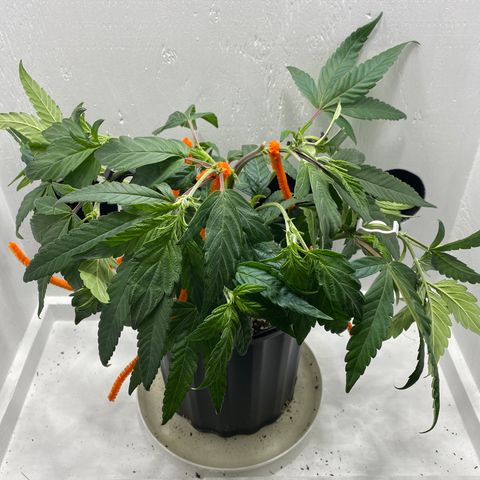 Joker Candy growlog timeline photo
