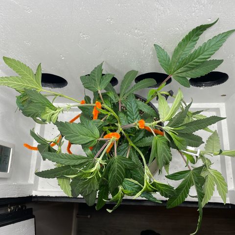 Joker Candy growlog timeline photo