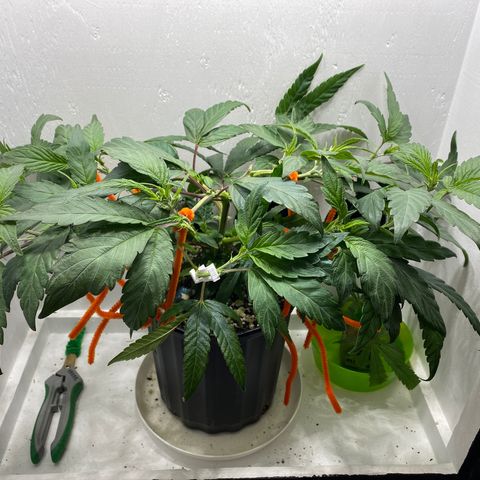 Joker Candy growlog timeline photo