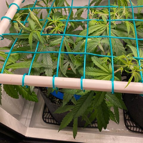 3 - Dr. Grinspoon growlog timeline photo