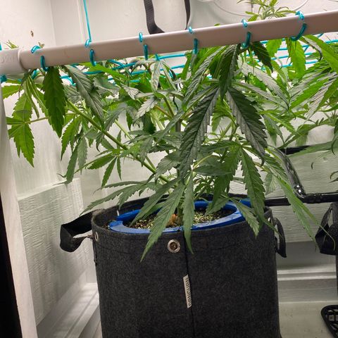 3 - Dr. Grinspoon growlog timeline photo