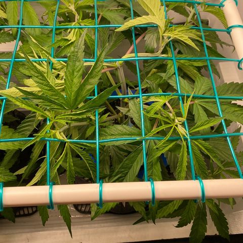 4 - Dr. Grinspoon growlog timeline photo