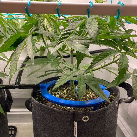 4 - Dr. Grinspoon growlog timeline photo