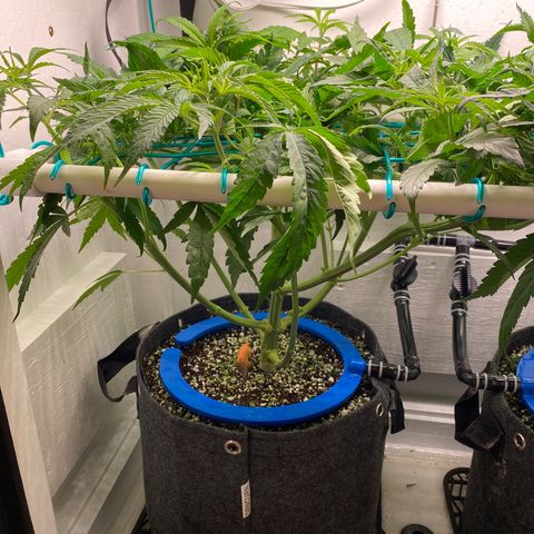 3 - Dr. Grinspoon growlog timeline photo