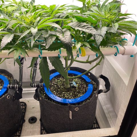 4 - Dr. Grinspoon growlog timeline photo
