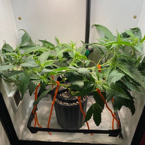 Joker Candy growlog timeline photo