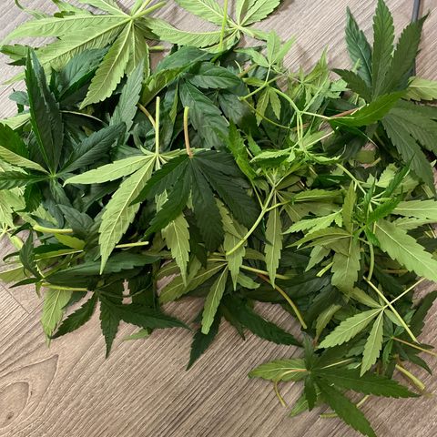 3 - Dr. Grinspoon growlog timeline photo