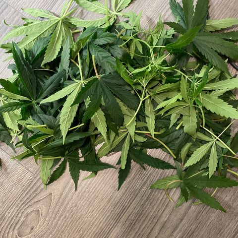 4 - Dr. Grinspoon growlog timeline photo
