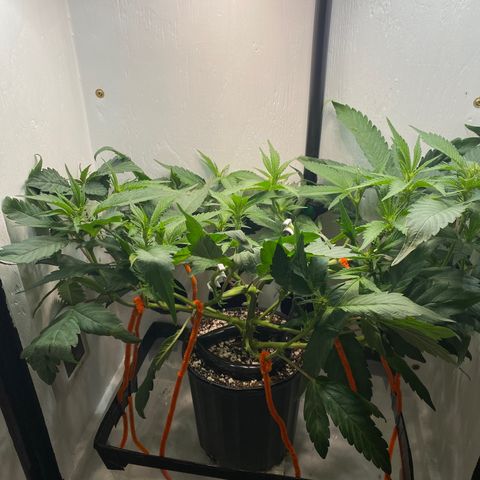 Joker Candy growlog timeline photo