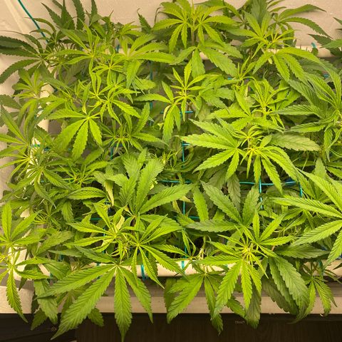 3 - Dr. Grinspoon growlog timeline photo