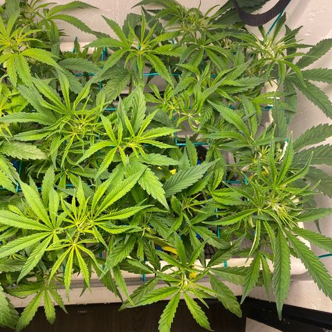 4 - Dr. Grinspoon growlog timeline photo