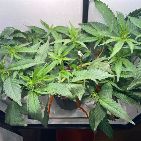 Joker Candy growlog timeline photo