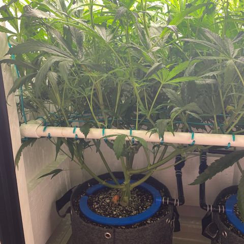 3 - Dr. Grinspoon growlog timeline photo