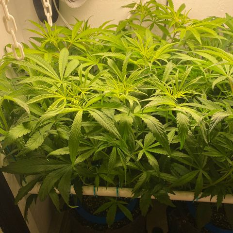 3 - Dr. Grinspoon growlog timeline photo
