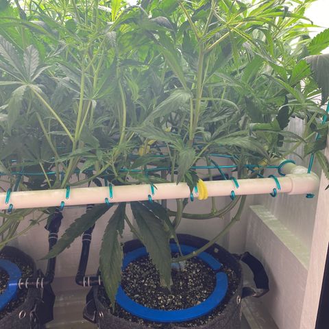 4 - Dr. Grinspoon growlog timeline photo