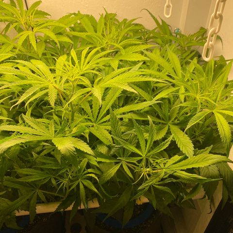4 - Dr. Grinspoon growlog timeline photo