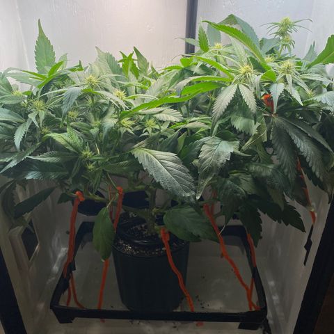 Joker Candy growlog timeline photo