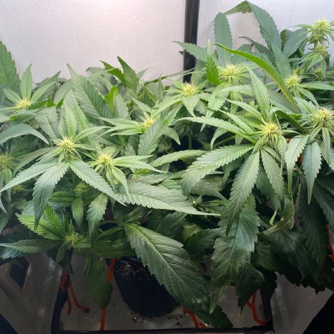 Joker Candy growlog timeline photo
