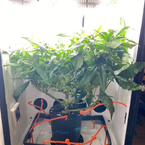 Joker Candy growlog timeline photo