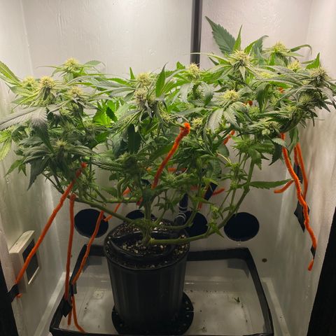 Joker Candy growlog timeline photo