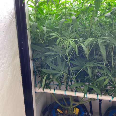3 - Dr. Grinspoon growlog timeline photo