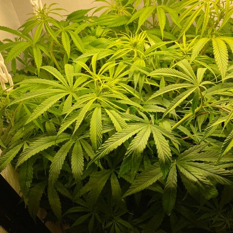 3 - Dr. Grinspoon growlog timeline photo